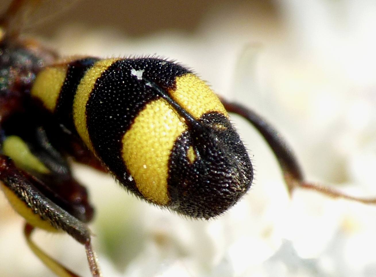 Ovideposizione Leucospis dorsigera (Leucospidae)